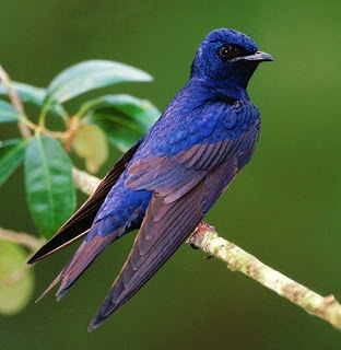 a blue bird sitting on top of a tree branch next to a green leafy plant