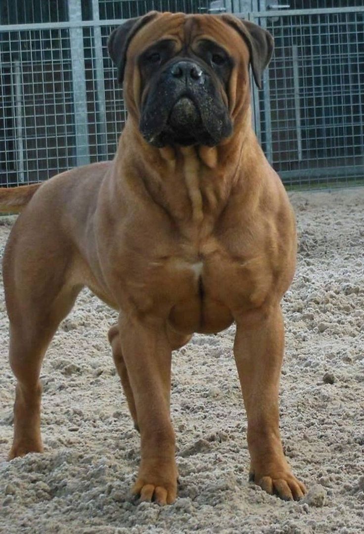 a large brown dog standing on top of a sandy ground next to a fenced in area