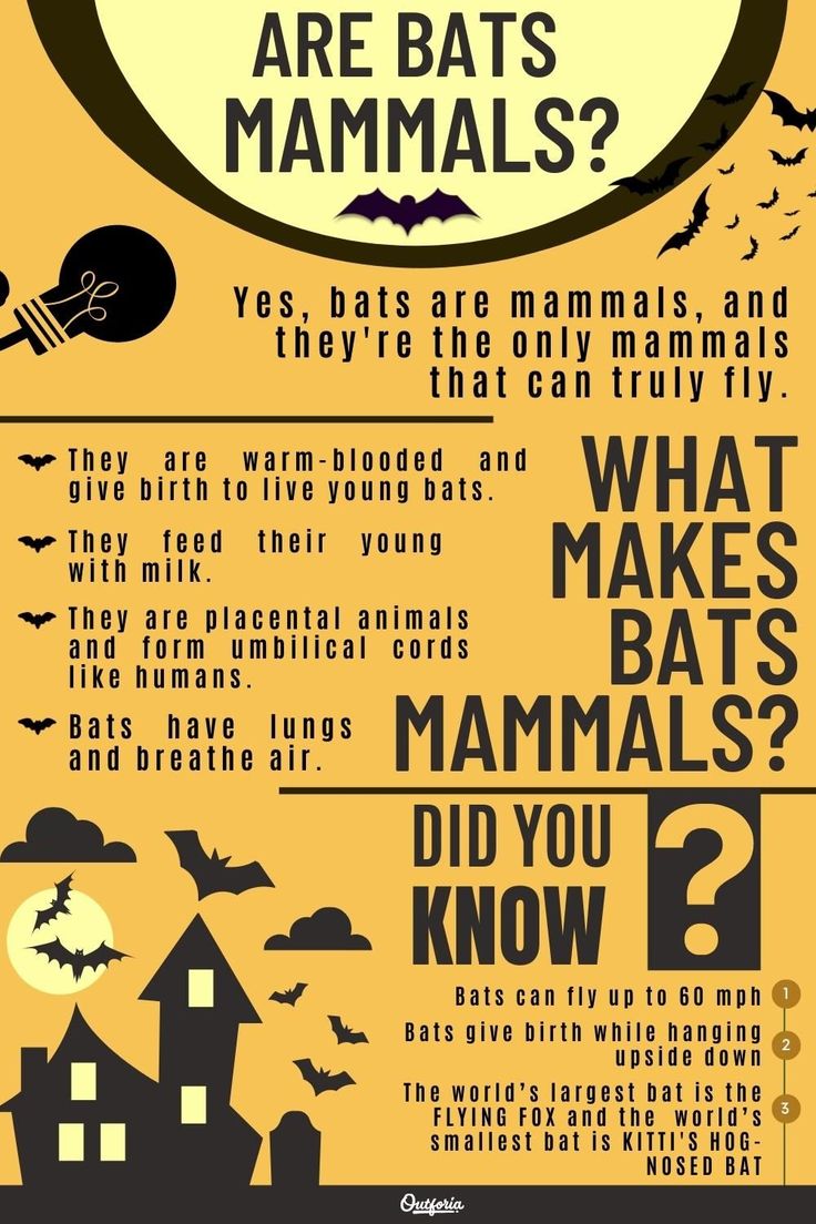 a poster with an image of bats and the words what makes bats do you know?