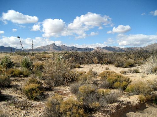 the desert is full of vegetation and mountains in the distance, with blue skies above