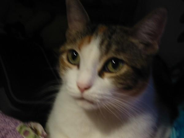 a cat sitting on top of a bed next to a purple and blue blanket with an orange stripe