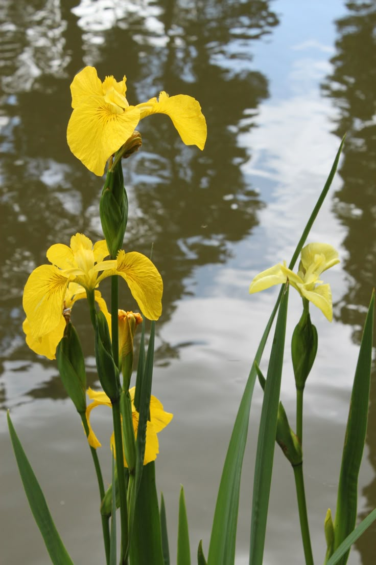 some yellow flowers are by the water