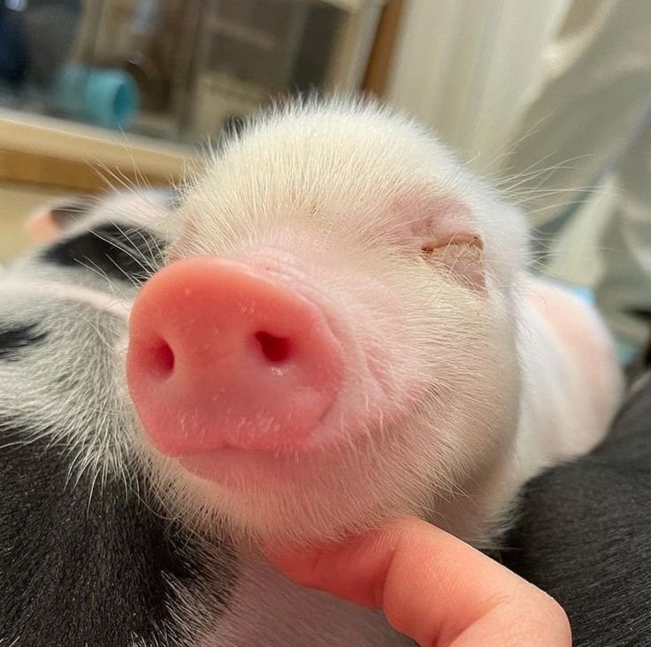 a baby pig is being held by someone's hand in front of the camera