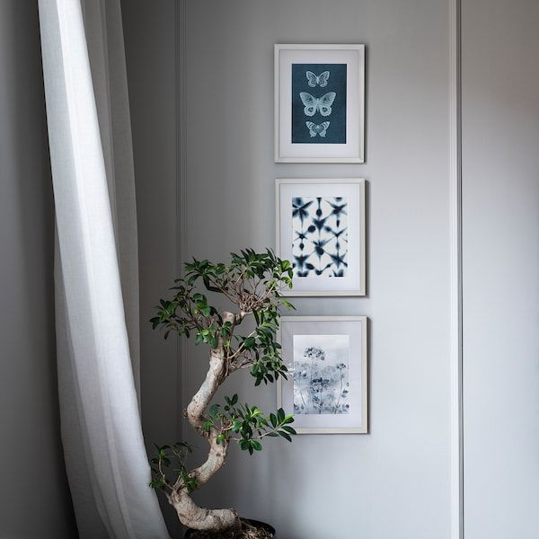 a bonsai tree sits in front of three framed pictures