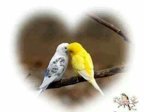 two yellow and white birds sitting on top of a tree branch in front of a heart