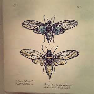 two drawings of moths sitting on top of a piece of paper