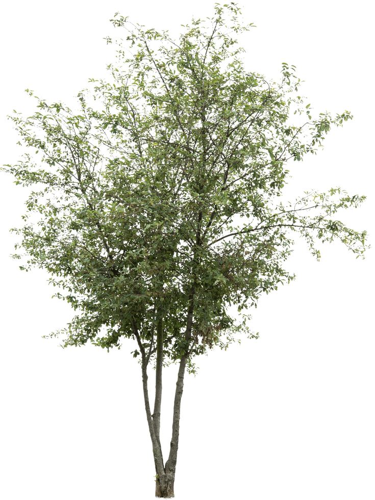 a small tree with lots of leaves on it's branches, in front of a white background