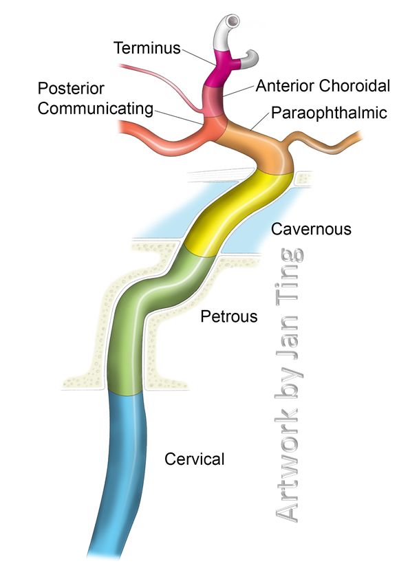 the structure of an animal's nervous system, labeled in different colors and names