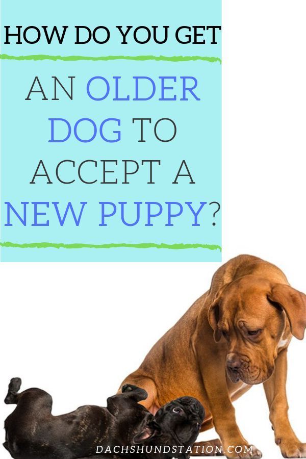 an older dog to accept a new puppy is shown with the caption how do you get?