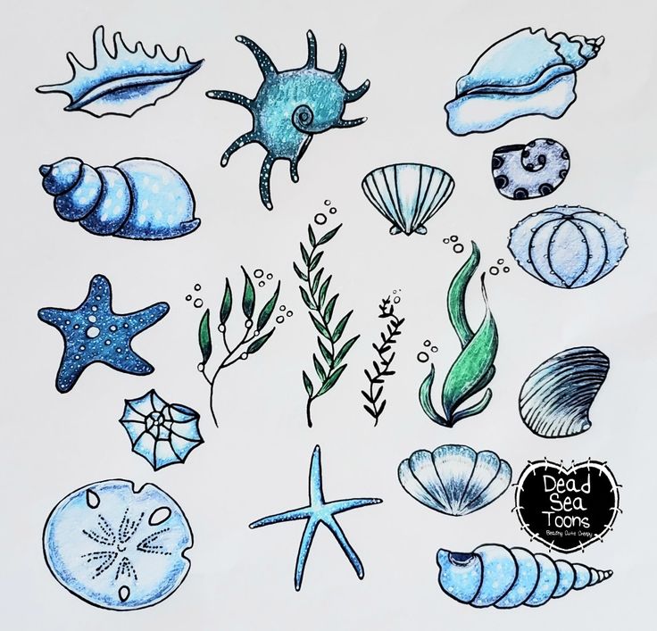 a drawing of various sea animals and seashells