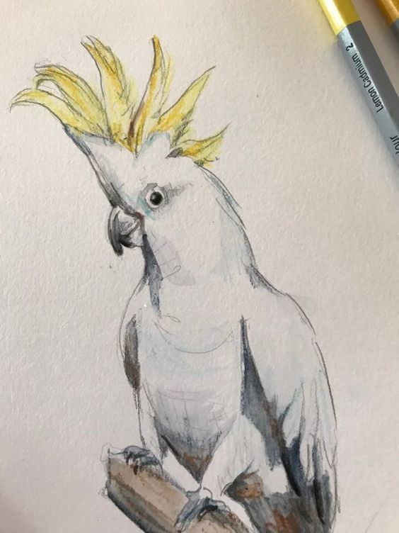 a drawing of a bird with yellow feathers on it's head sitting on a branch