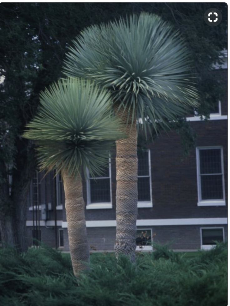 two palm trees in front of a building