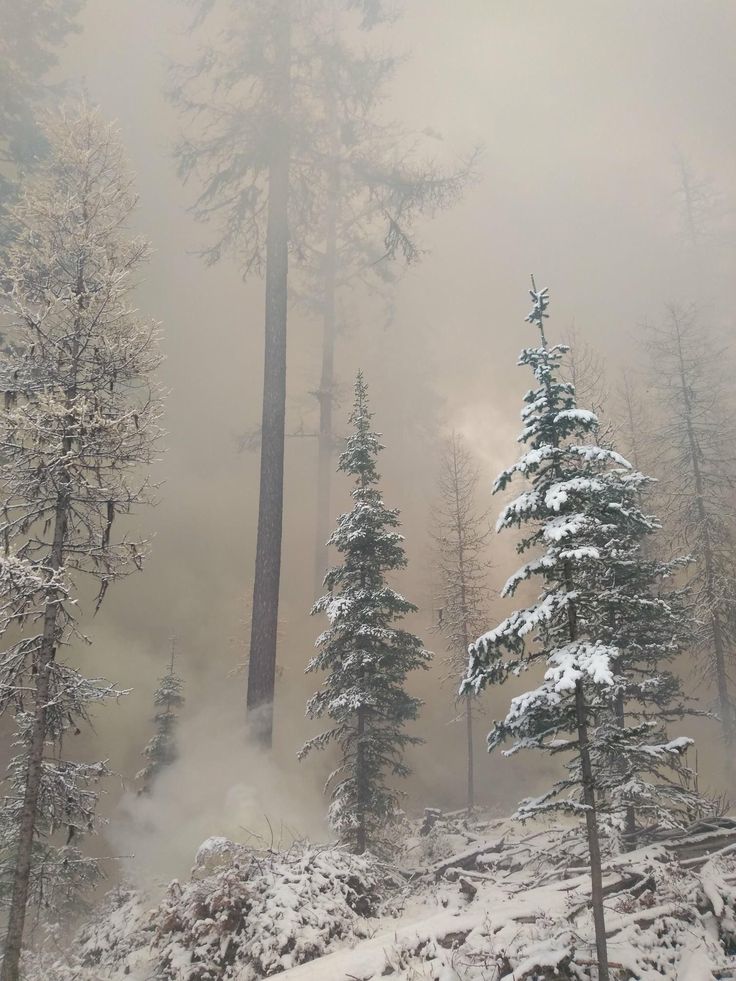 the trees are covered in snow and fog