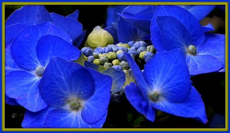 blue flowers with green leaves in the background