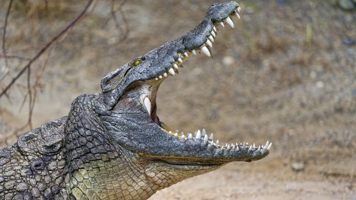 Los 10 animales más peligrosos del mundo | Crocodile, Saltwater crocodile,  Reptiles and amphibians