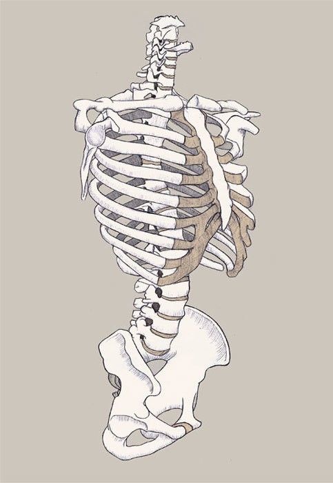 a drawing of a human skeleton with the ribs exposed and bones attached to its back