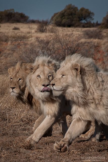 two lions playing with each other in the wild