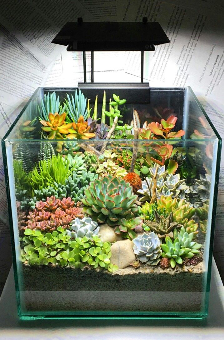 an aquarium filled with succulents and plants