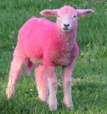 a pink lamb standing in the grass looking at the camera with an alert look on its face