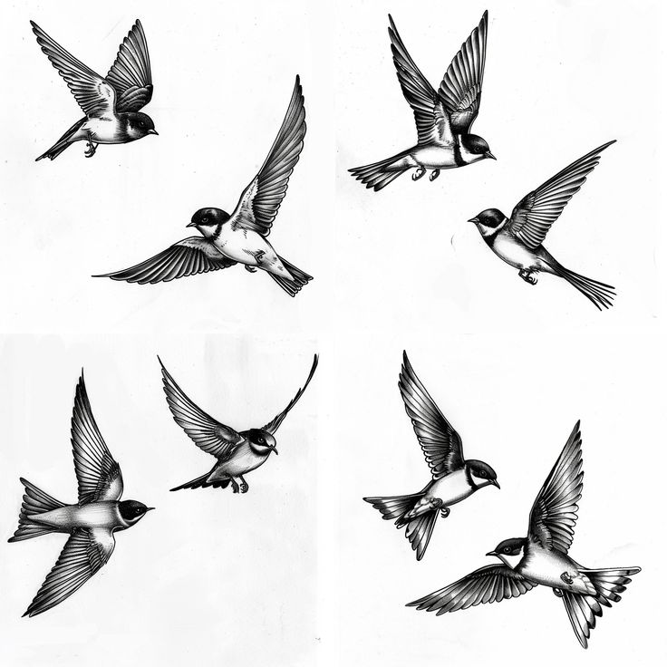 six birds flying in the air with one bird on its back and two are black and white