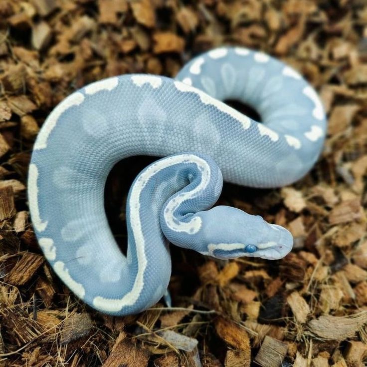 a blue and white snake laying on the ground