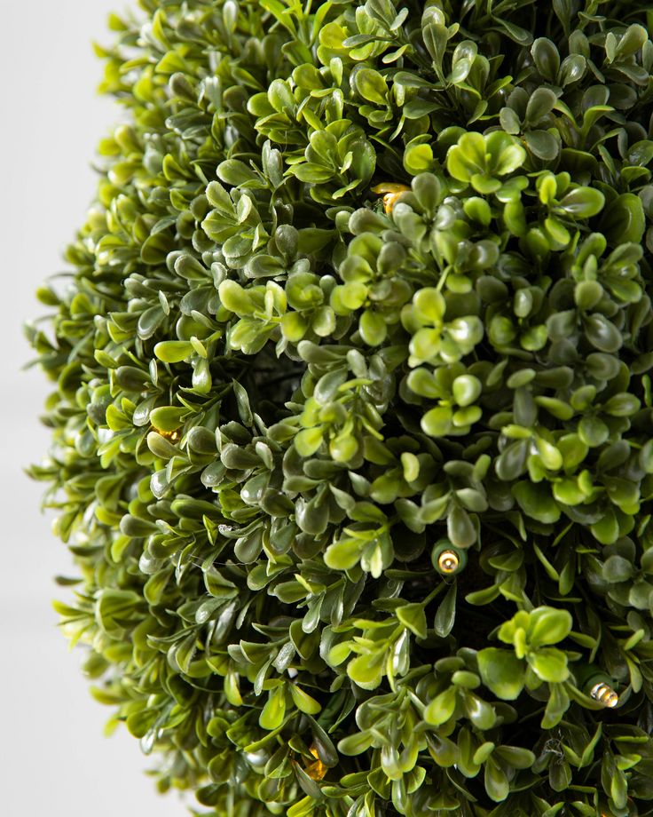 the top view of a green bush with small leaves on it's head and bottom part