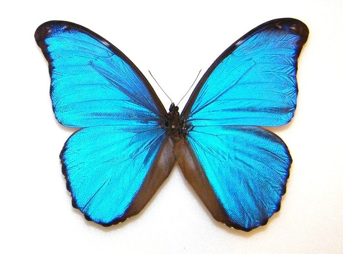 a blue butterfly sitting on top of a white wall