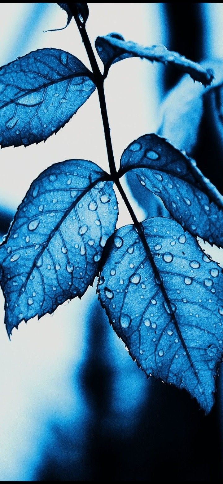 blue leaves with water drops on them