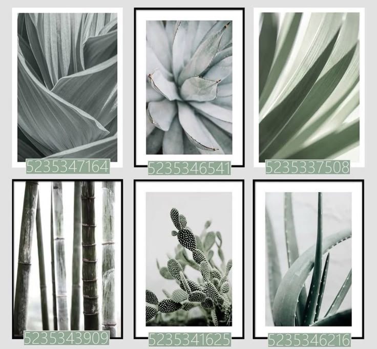 four pictures of different plants and trees in black and white, with the same color