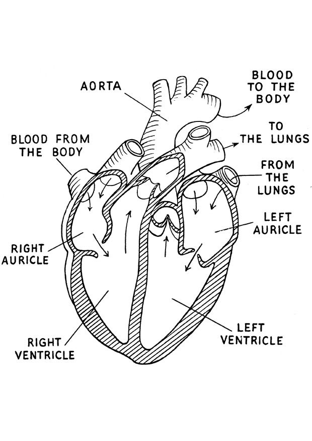 diagram of the human heart with labels