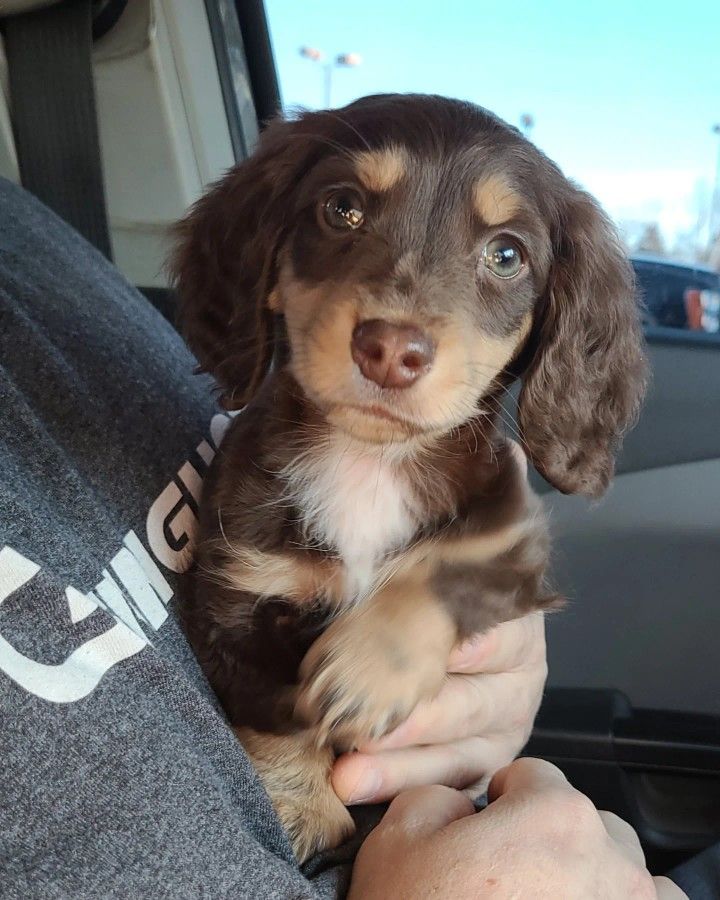 a person holding a small dog in their lap