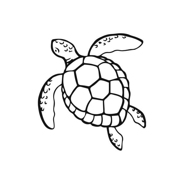 a black and white drawing of a turtle