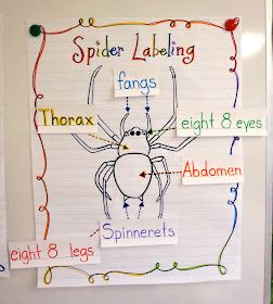 a spider labeled in different parts of the body on a piece of paper with writing underneath