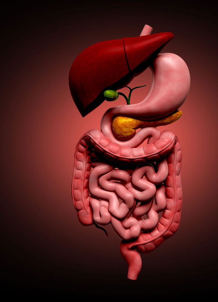 an image of a human stomach with the liver and small intestories attached to it