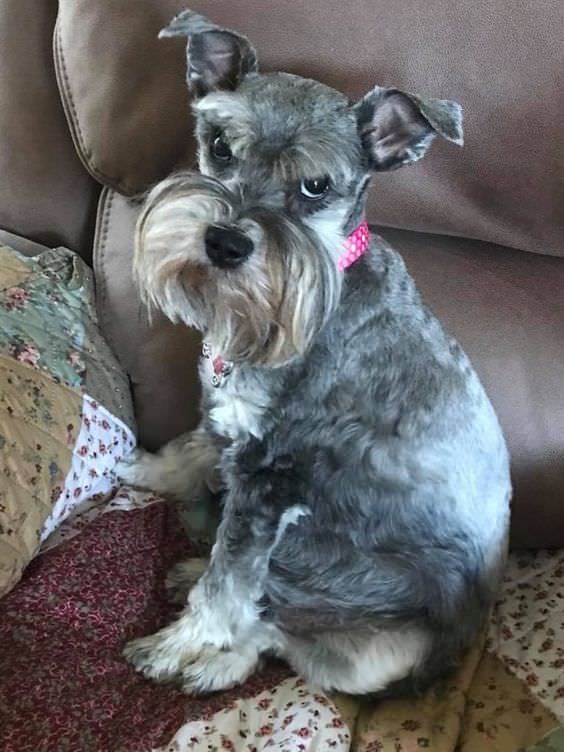 a small gray dog sitting on top of a couch