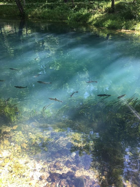 several fish swimming in the water near some trees and grass on the bank, with sunlight streaming through