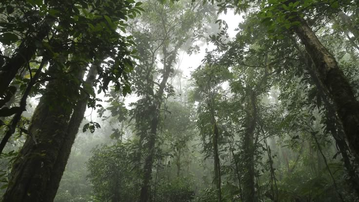 the forest is full of trees and plants in the foggy day, with lots of green