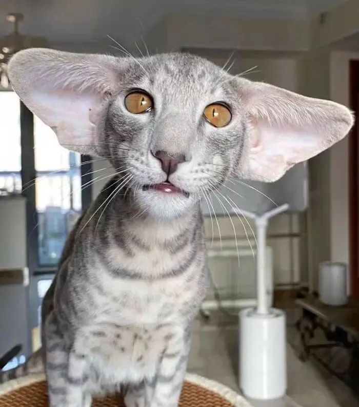 a gray cat sitting on top of a table