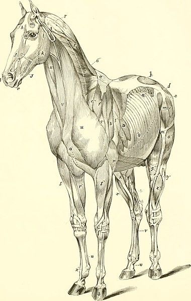 a drawing of a horse with muscles labeled