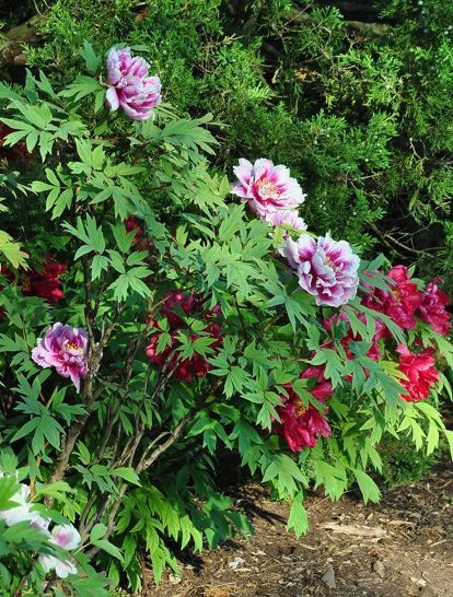 some pink and red flowers are growing in the dirt near green bushes on a sunny day