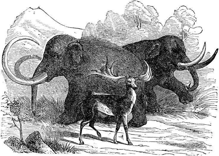 an elephant attacking another animal with its trunk and tusks, vintage line drawing or engraving illustration