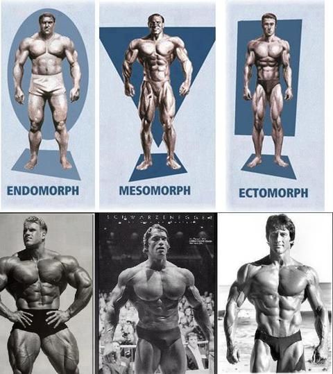 four pictures of men with different body shapes and muscles, each showing the same type of muscular man