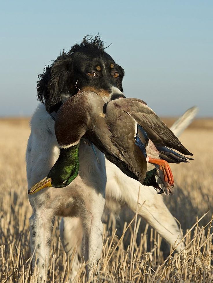 a dog holding a duck in its mouth while standing in a field with dry grass