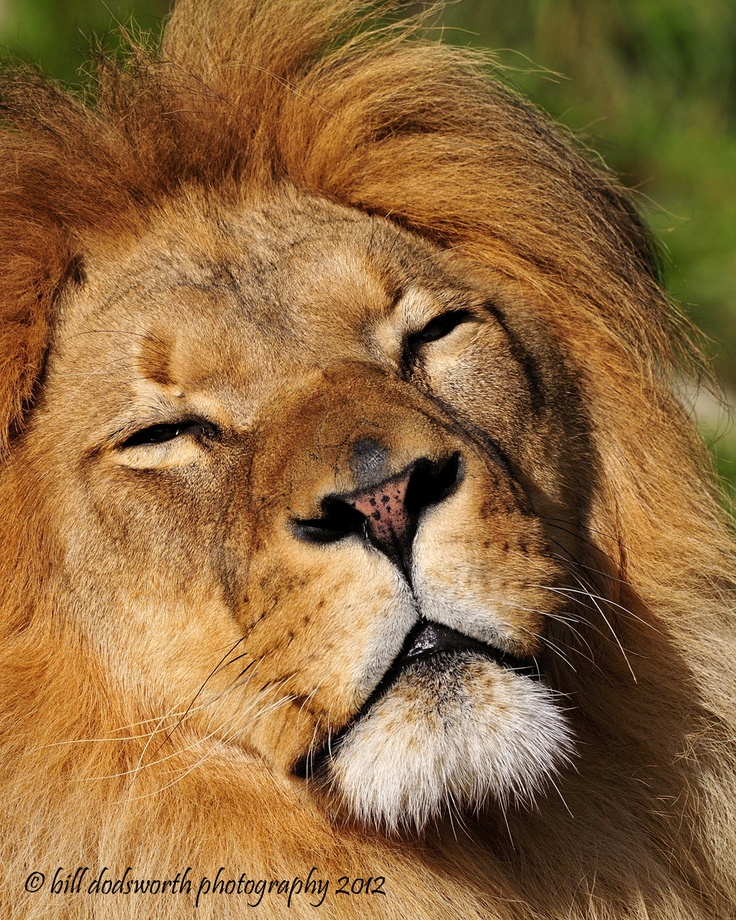 a close up of a lion's face with it's eyes closed