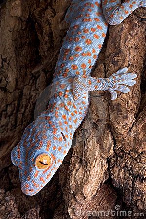 a blue and orange gecko is climbing up a tree trunk with its eyes wide open