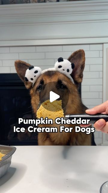 a dog is eating out of a bowl with food on it's head and the caption pumpkin cheddar ice cream for dogs