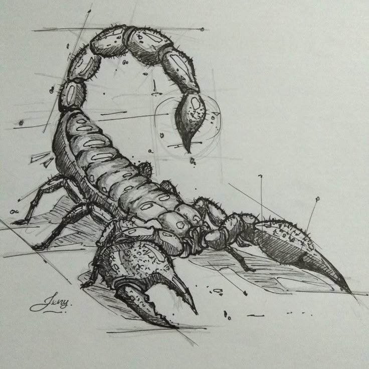 a drawing of a scorpion on paper with some lines drawn in front of the image