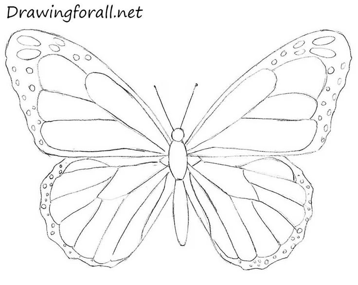 a drawing of a butterfly with water drops on it's wings and the words, how