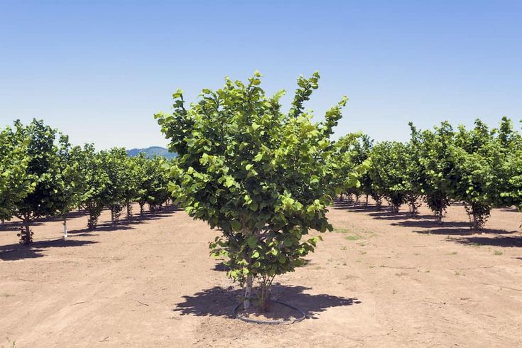 a small tree in the middle of a field