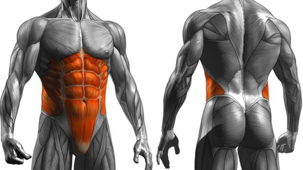 an image of the back and side view of a man's body with muscles highlighted